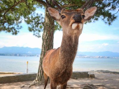 das-reh-war-in-miyajima.