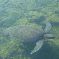galapagos-water-turtle.jpg