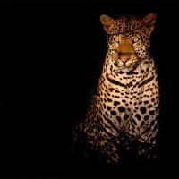 uganda---lake-mburo---leopard-night