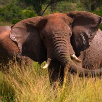 uganda---murchison---elefant---mud-b
