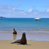 galapagos-sea-lion-7.jpg