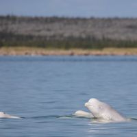 close-up-of-beluga-whales.jpg