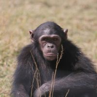 chimpanzee-4031352-1920