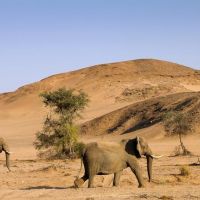 desert-elephant-twyfelfontein