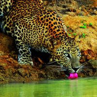 yala---national-park---leopard-01