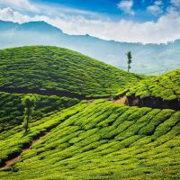 munnar-teeplantagen