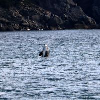 day-8---xl-day-13---orca,-kenai-fjords-tour