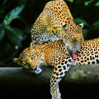 yala---national-park---leopard-02