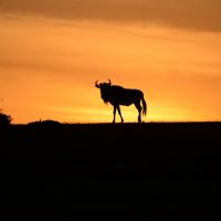 sunset-with-animal.jpg