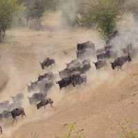 tanzania---serengeti---wildebeest-migration-01