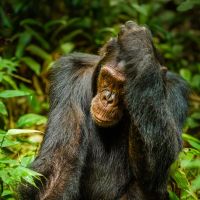 uganda---kibale-national-park---chimp-01