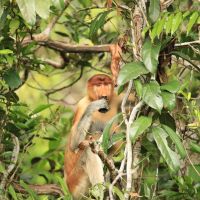 id-tanjung-puting-01-nose-monkey-tree-aneka---kopie