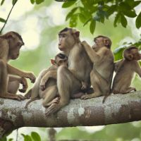 makkaken-familie-in-borneo-800x533