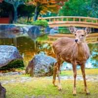 nara-park.-japan-national-park