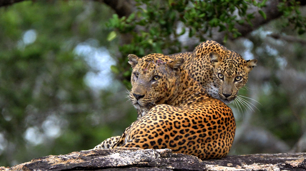 Leoparden Sri Lanka